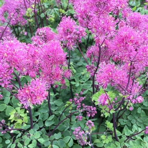 Thalictrum 'Censation Little Pinky' - Ängelhein 'Censation Little Pinky'